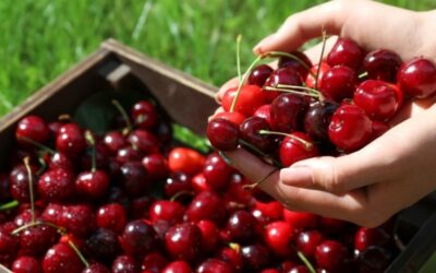 Campaña 2024-2025 de cerezas: las medidas a realizar ante presencia de mosca de la fruta