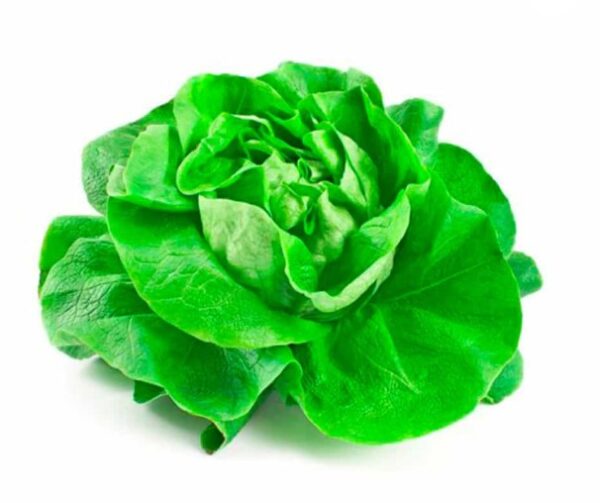 Lechuga española