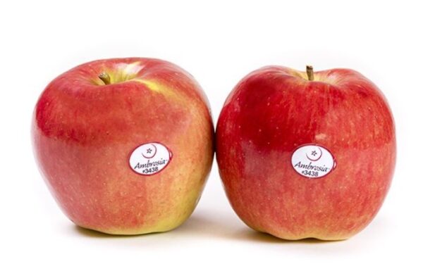 Manzana ambrosia Kg