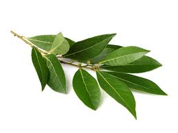 Laurel