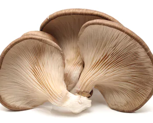 Champiñon Ostra  Kilo