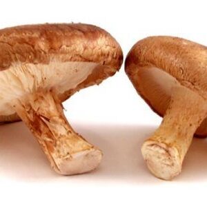 Champiñon Shitake Kilo