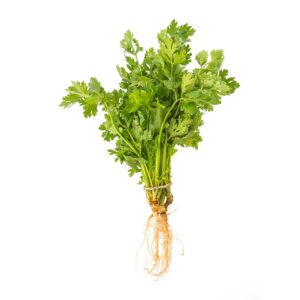 Cilantro Kilo