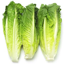 Lechuga Costina Granel kilo