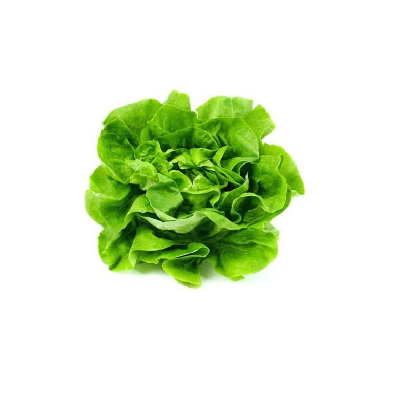 Lechuga Española de tierra Unidad