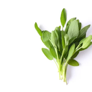 Salvia Bandeja Unidad