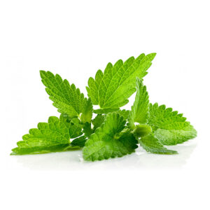Menta Fresca Granel Kilo