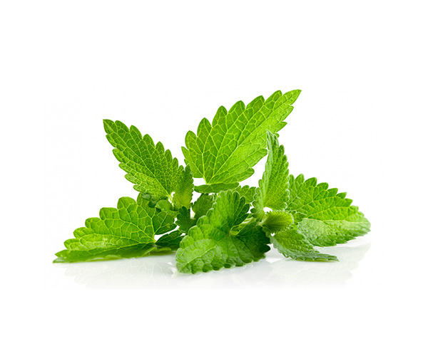Menta Fresca Granel Kilo